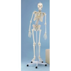 Squelette anatomique complet, Étudiants