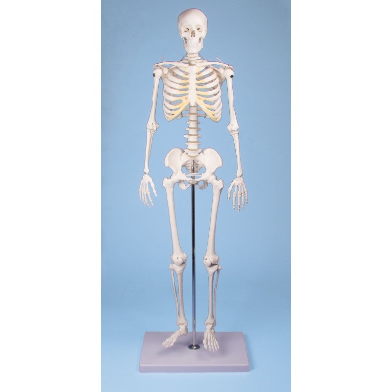 Mini squelette anatomique humain 45cm avec insertion musculaire