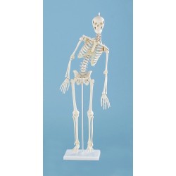 Squelette miniature Fred“ avec colonne vertébrale mobile & muscles