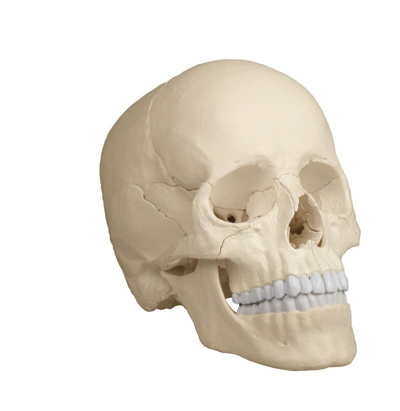 Crâne moulé à partir d'un authentique crâne humain