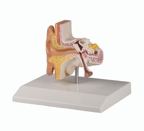 Modèle anatomique de l'oreille, grossi 1.5 fois - PHIMEDICAL