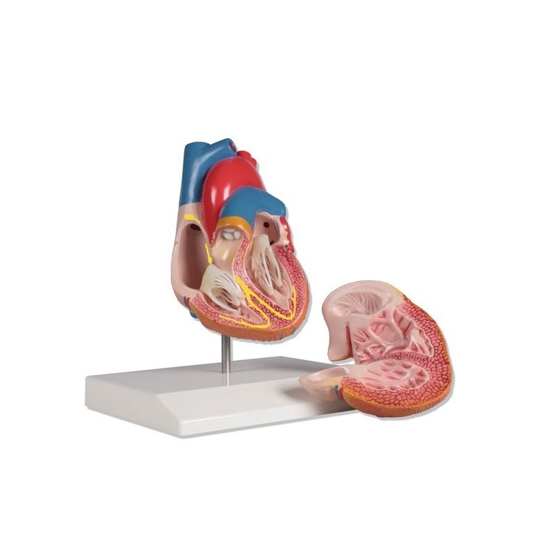 Modèle anatomique du cœur humain, agrandi 2 fois, en 4 parties