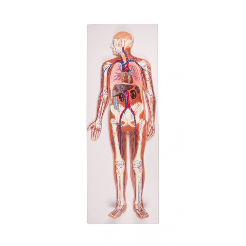 Planche anatomique le coeur humain - PHIMEDICAL